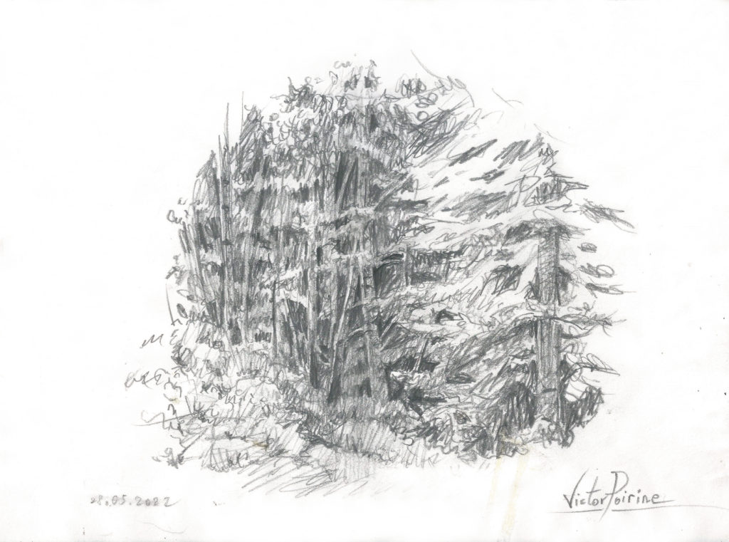 230euros - Croquis réalisé en forêt à Bruyères. Crayon sur papier. 21X28,4cm
